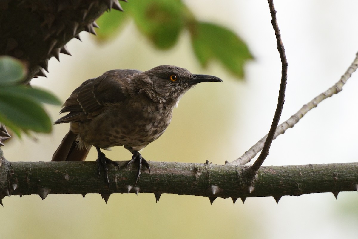 Curve-billed Thrasher - ML173534291