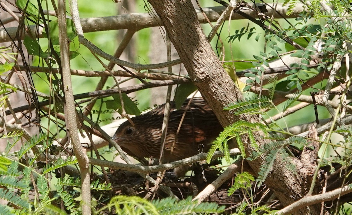 Lesser Coucal - ML173534921