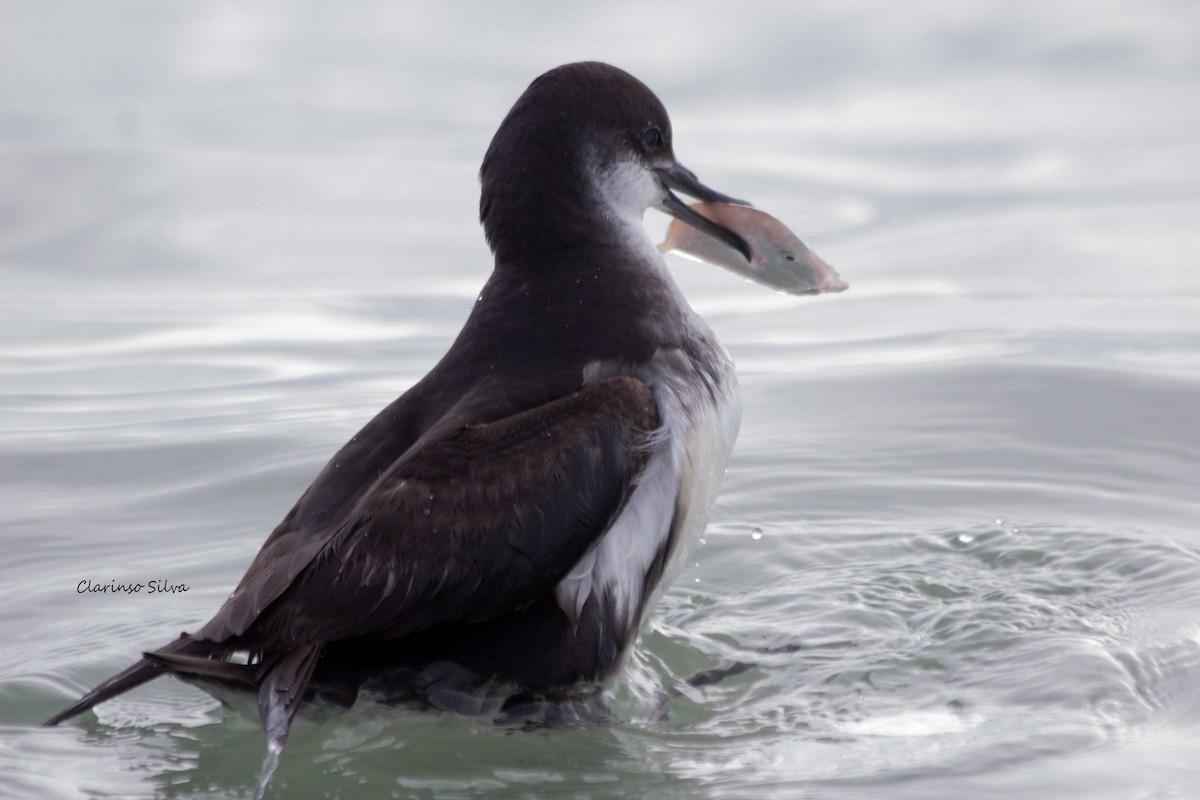 Manx Shearwater - ML173535041