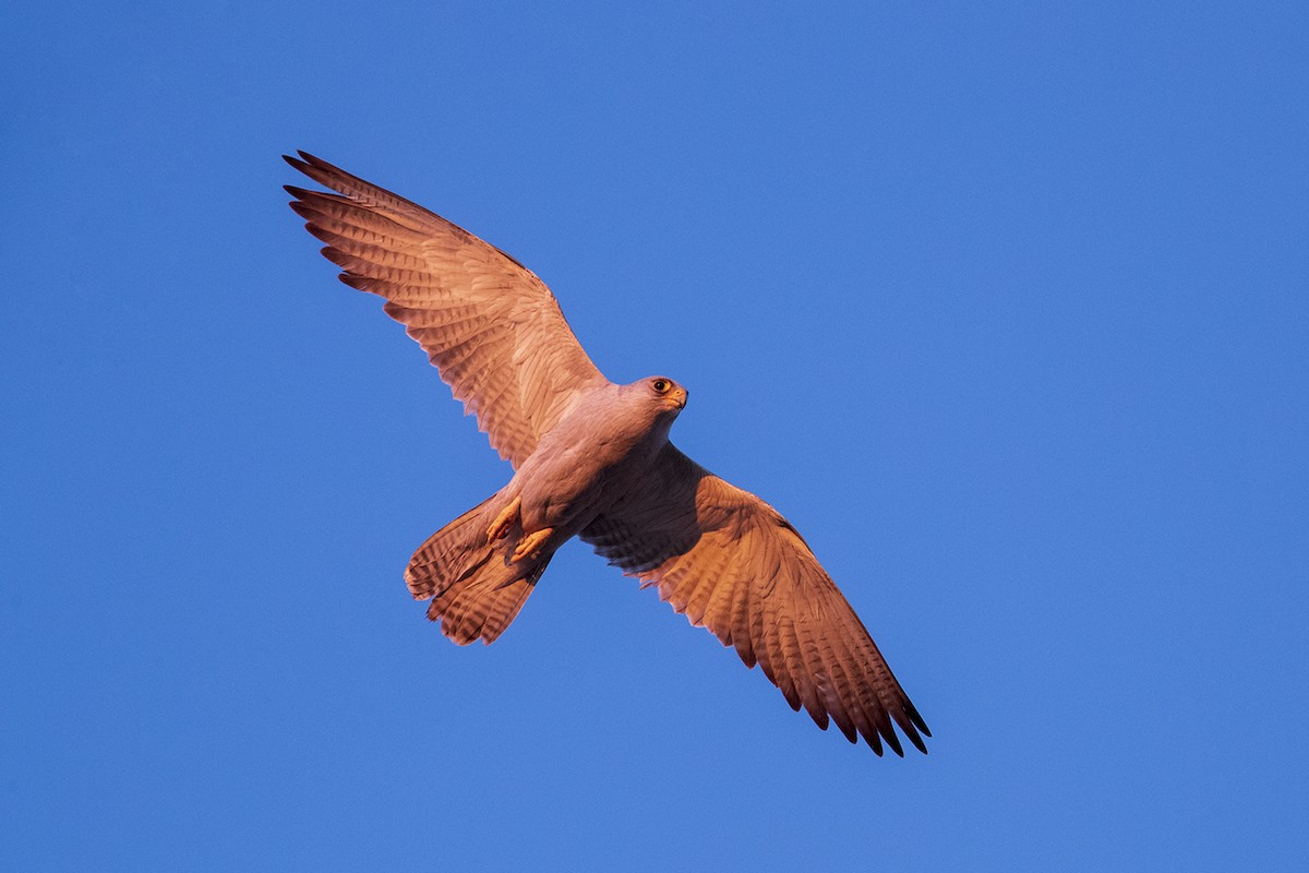 Gray Falcon - Laurie Ross | Tracks Birding & Photography Tours