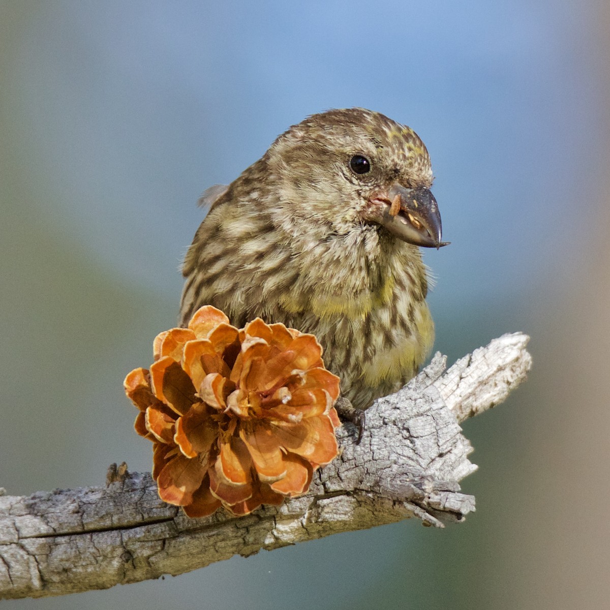 Red Crossbill - ML173535751