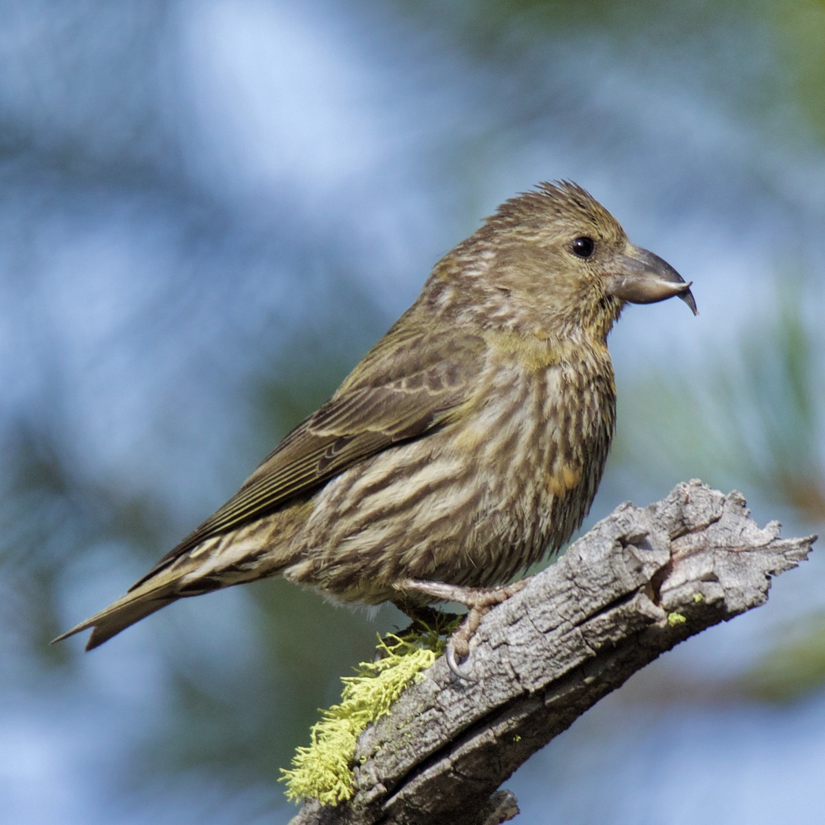 Red Crossbill - ML173535951