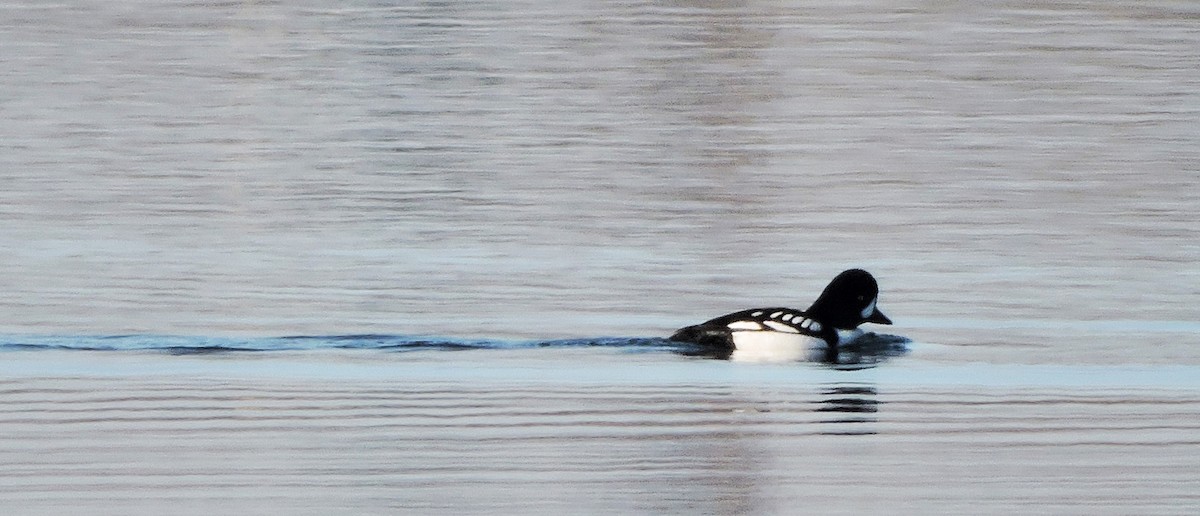 Barrow's Goldeneye - ML173537201