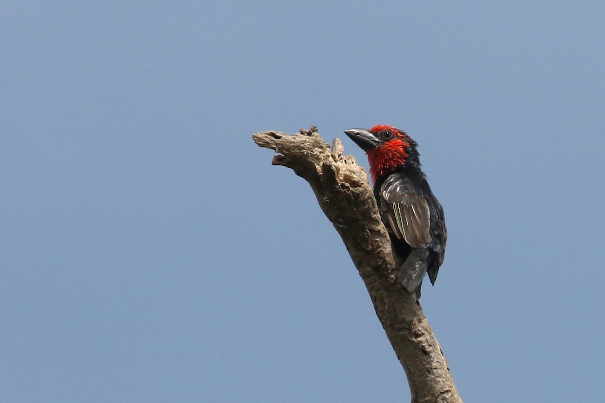 Black-billed Barbet - Dave Beeke