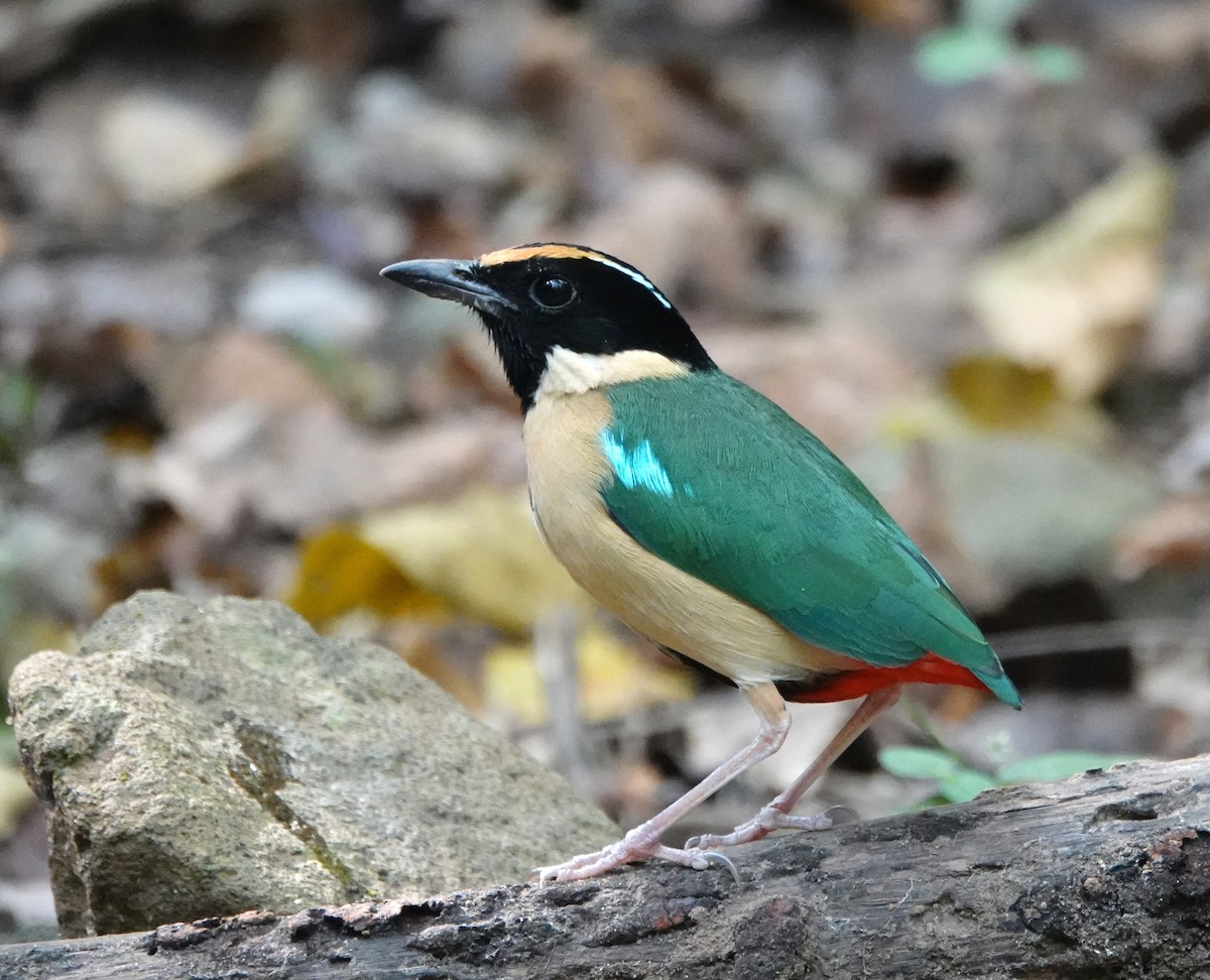 Ornate Pitta - Deanna MacPhail