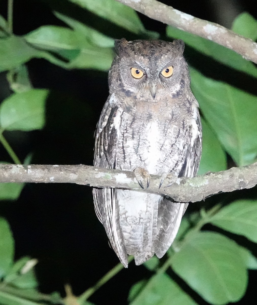 Rinjani Scops-Owl - ML173538531