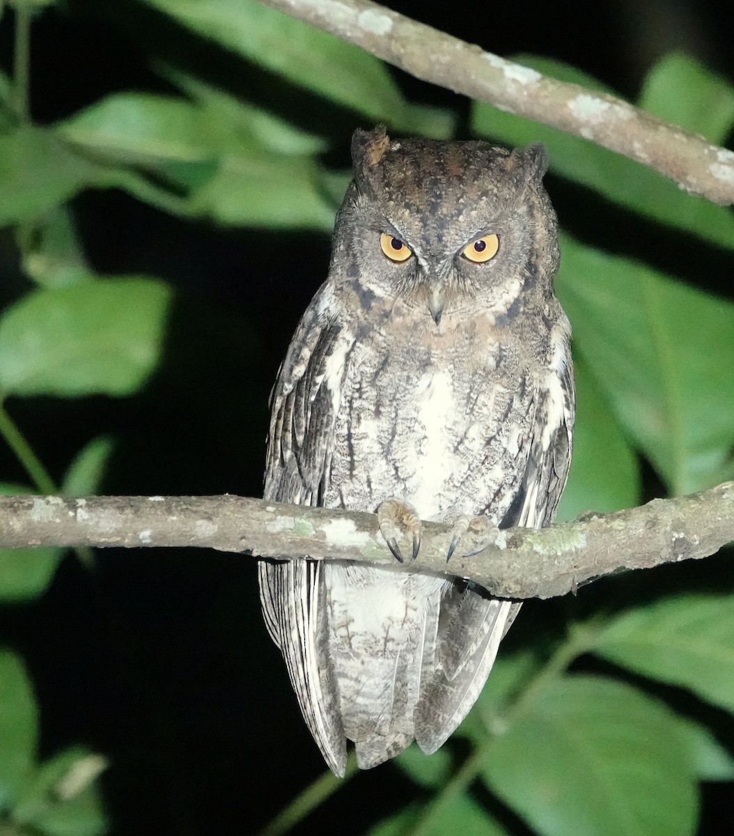 Rinjani Scops-Owl - ML173538541
