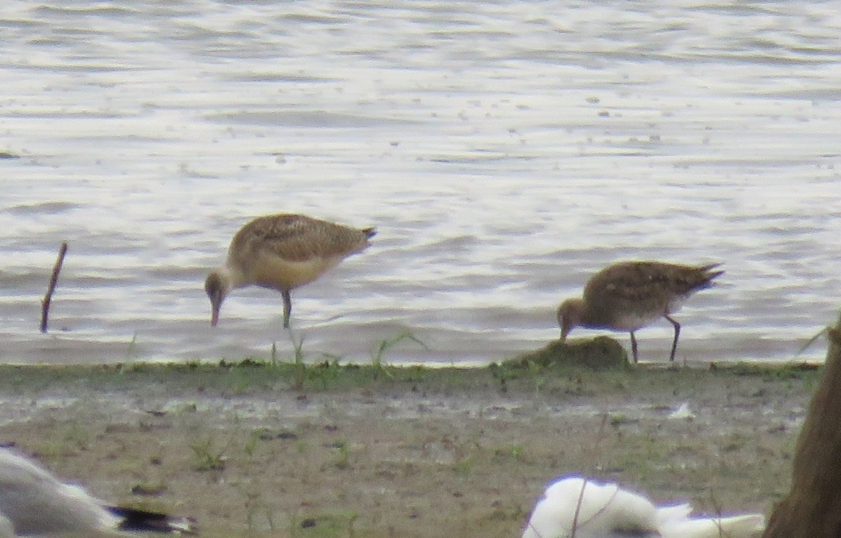 Marbled Godwit - ML173538741