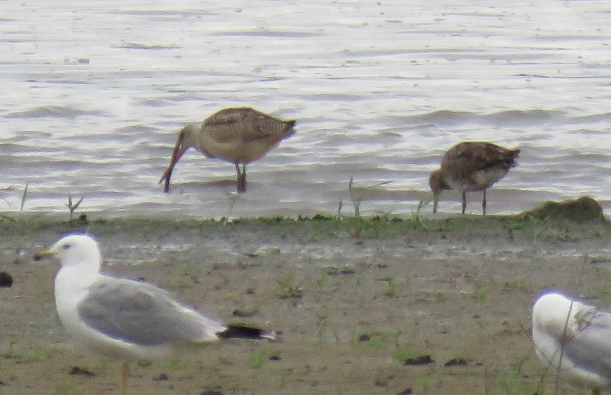 Marbled Godwit - ML173538761