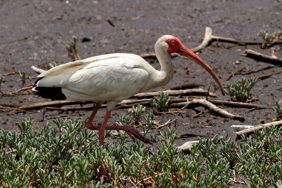 ibis bílý - ML173539851