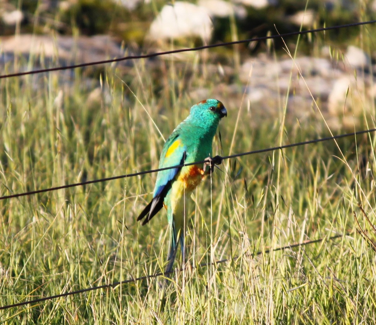 Mulga Parrot - ML173540001