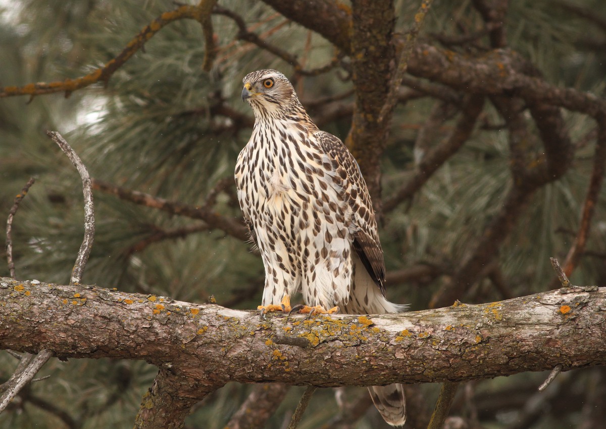 American Goshawk - Brandon Caswell