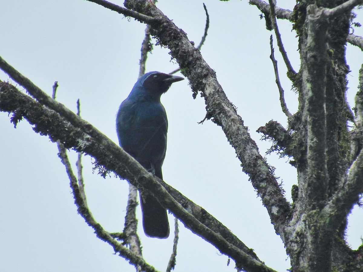 Black-throated Jay - ML173543011