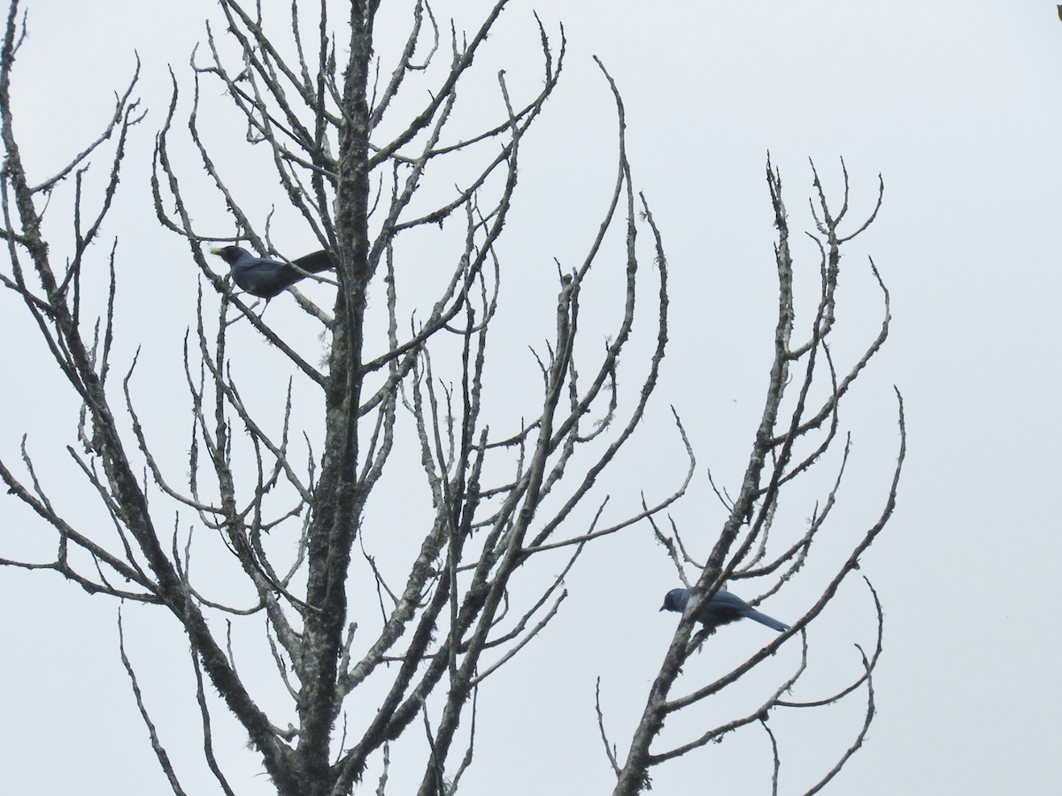 Black-throated Jay - ML173543021