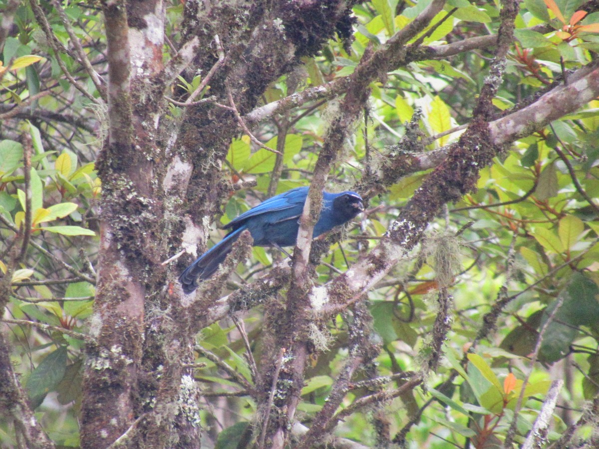 Black-throated Jay - ML173543031