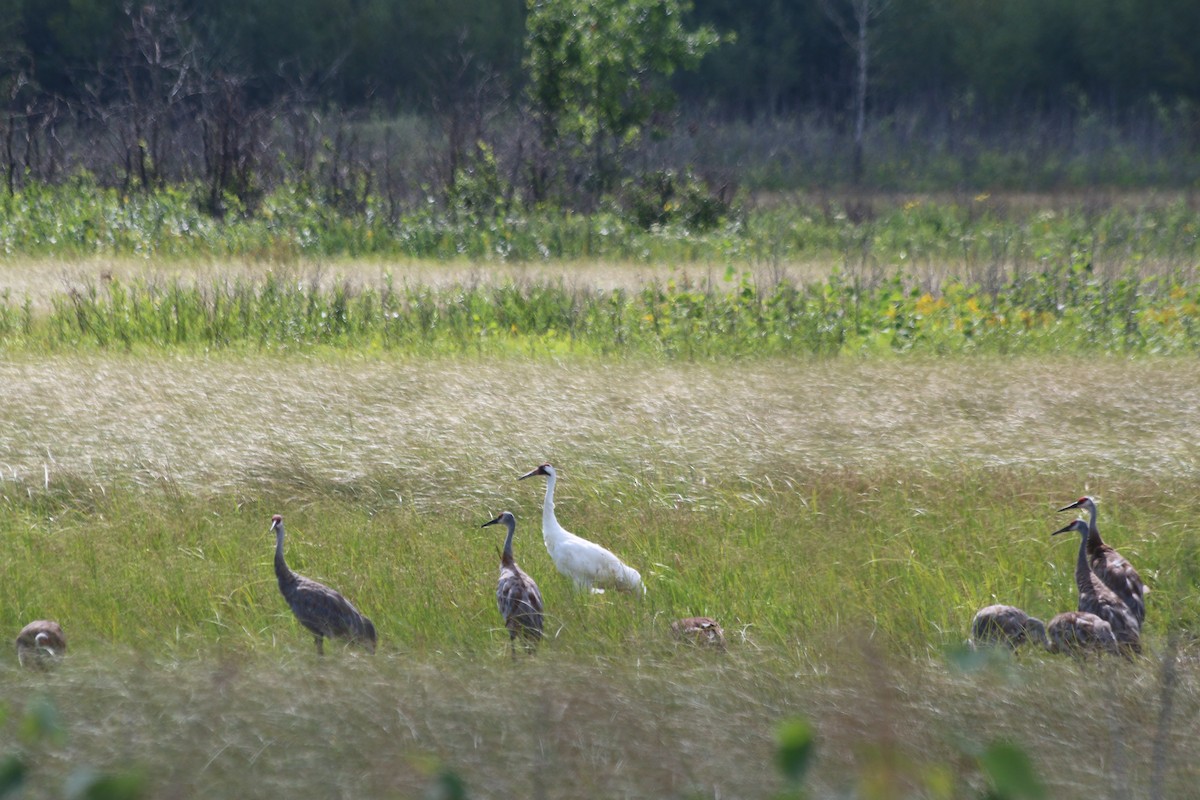 Whooping Crane - ML173549611