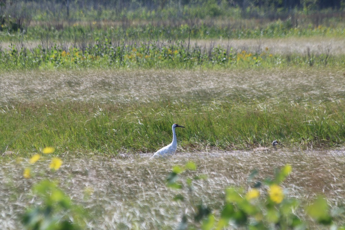 Whooping Crane - ML173549631