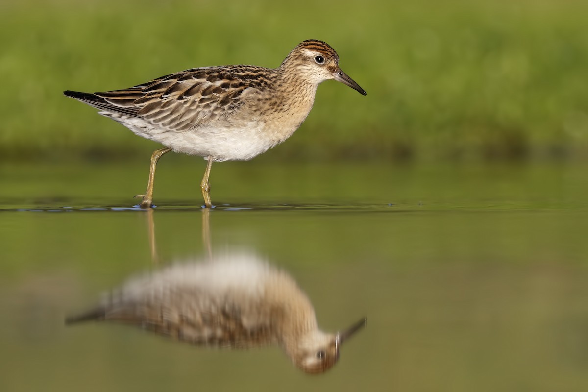 Sharp-tailed Sandpiper - ML173549671