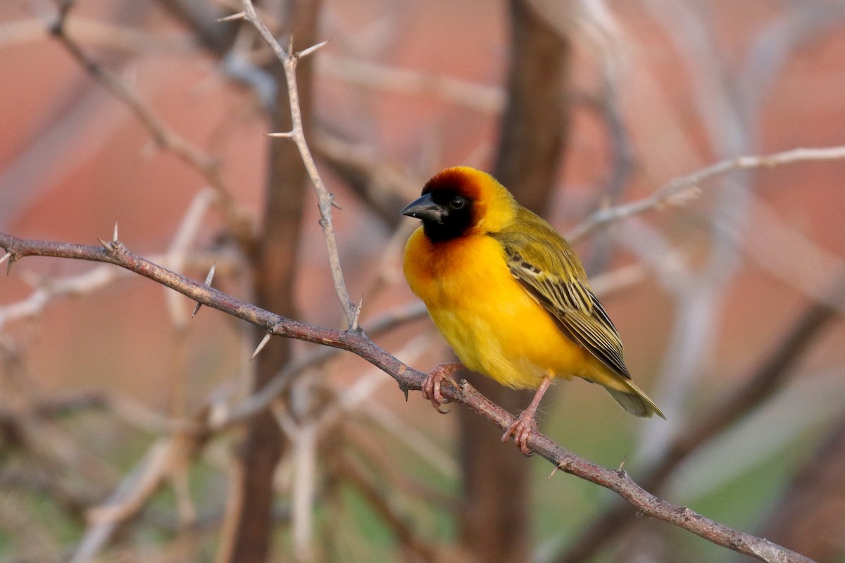 Northern Masked-Weaver - Dave Beeke