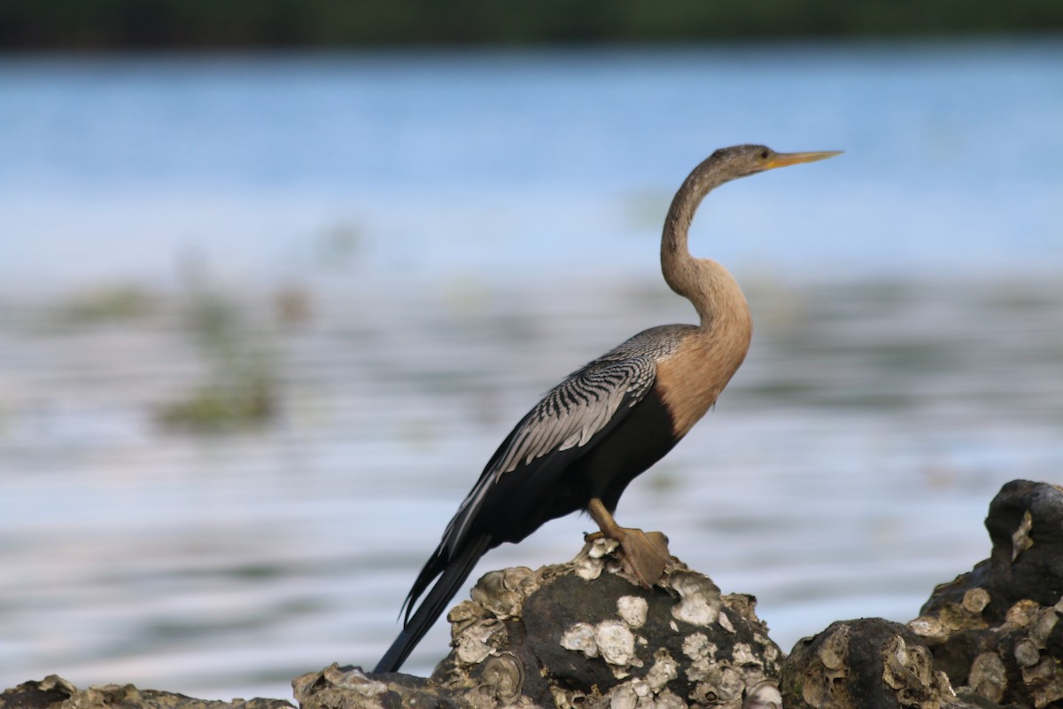 Anhinga d'Amérique - ML173551581