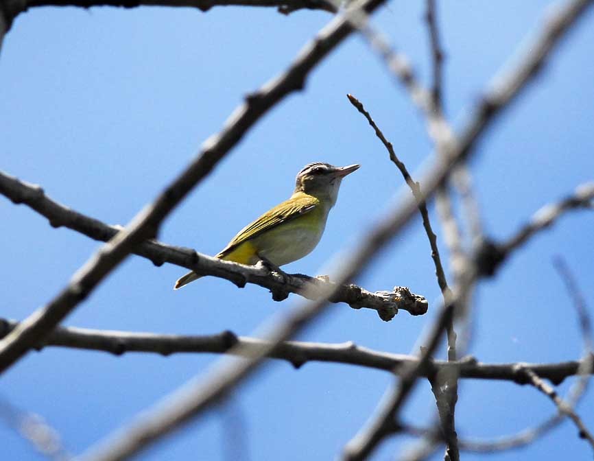 Gelbflankenvireo - ML173552091