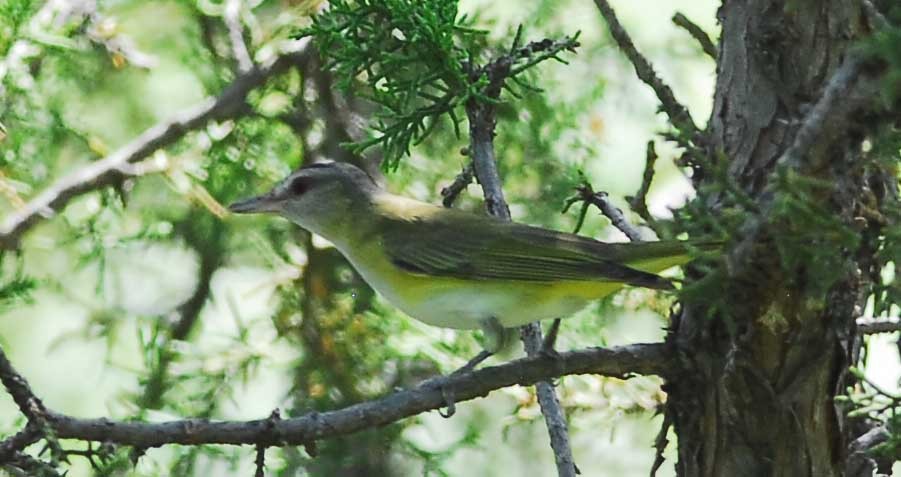 Gelbflankenvireo - ML173552101