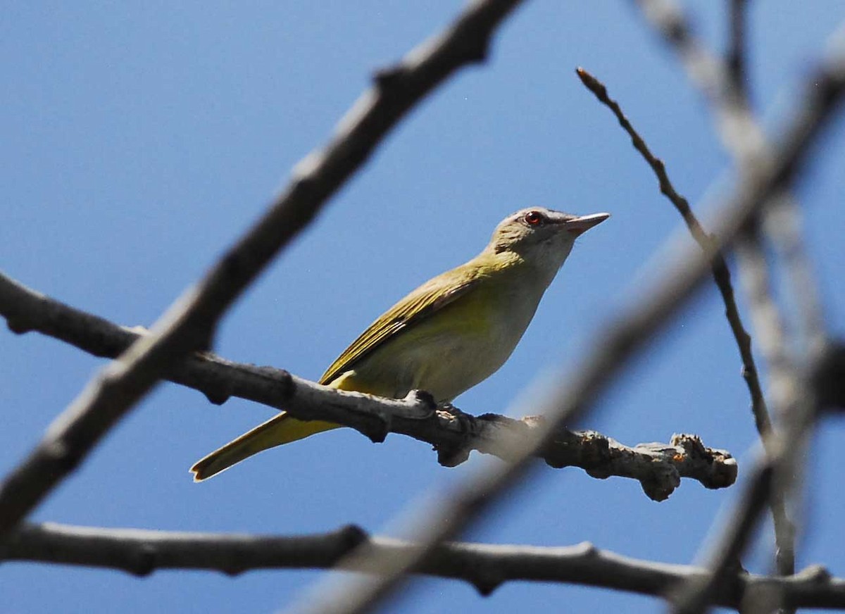 Gelbflankenvireo - ML173552111