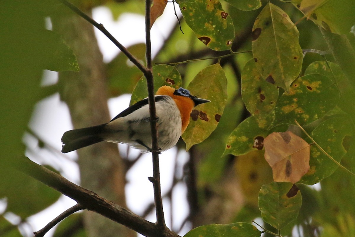 Ochre-collared Monarch - ML173552881