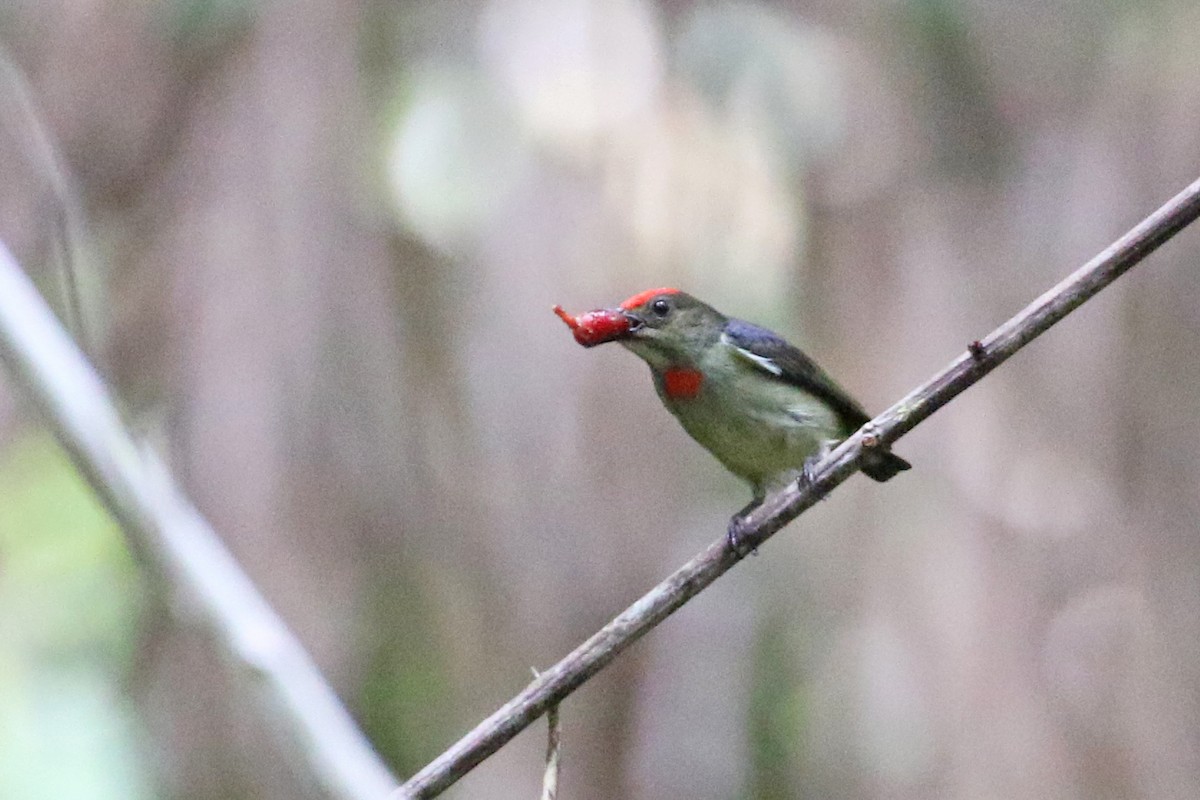 Red-capped Flowerpecker - ML173552931