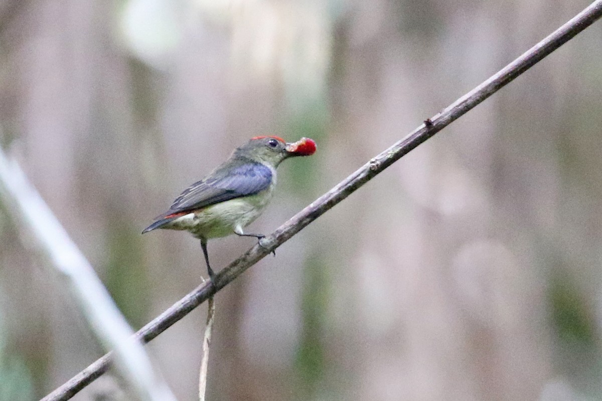 Red-capped Flowerpecker - ML173552941