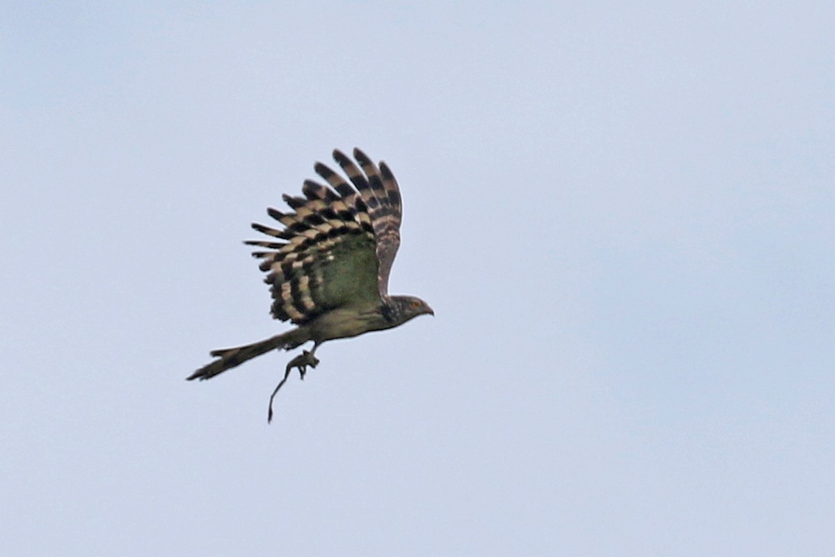 Long-tailed Honey-buzzard - Charley Hesse TROPICAL BIRDING