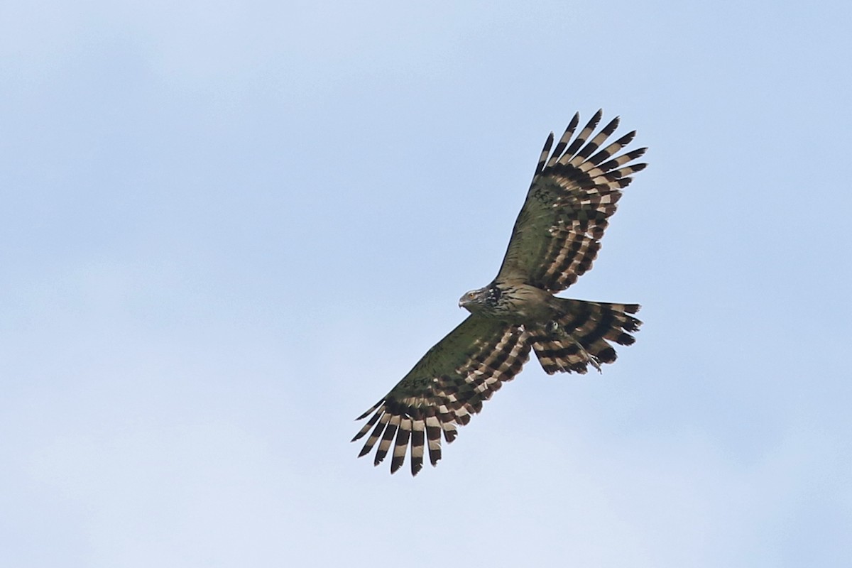 Long-tailed Honey-buzzard - ML173553151