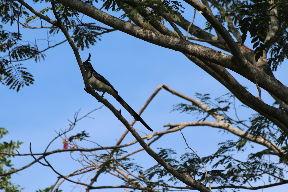 Black-throated x White-throated Magpie-Jay (hybrid) - Eric Lind
