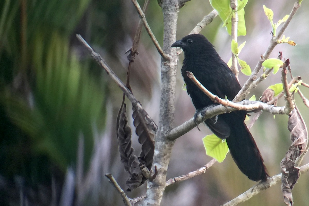 Lesser Black Coucal - Charley Hesse • Naturally Adventurous Podcast