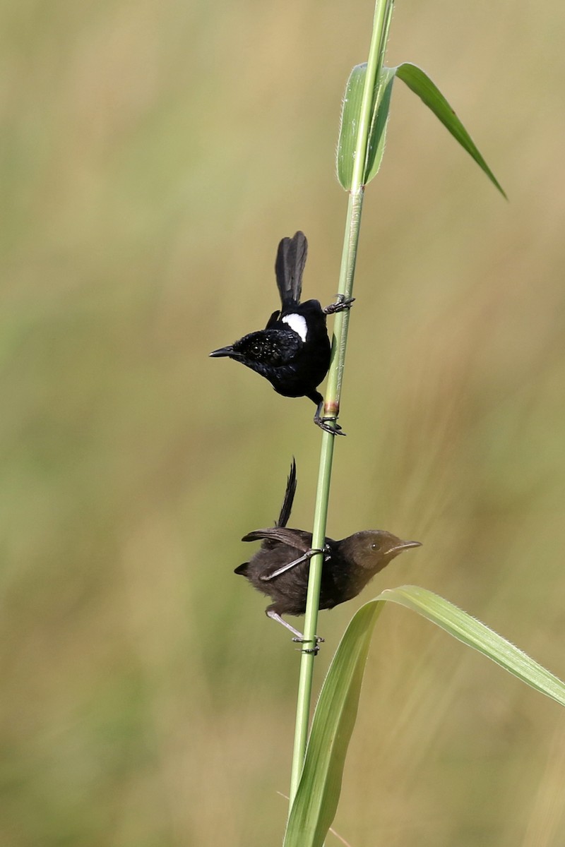 White-shouldered Fairywren - ML173553791