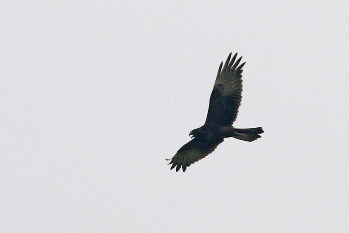 Papuan Harrier - ML173553821