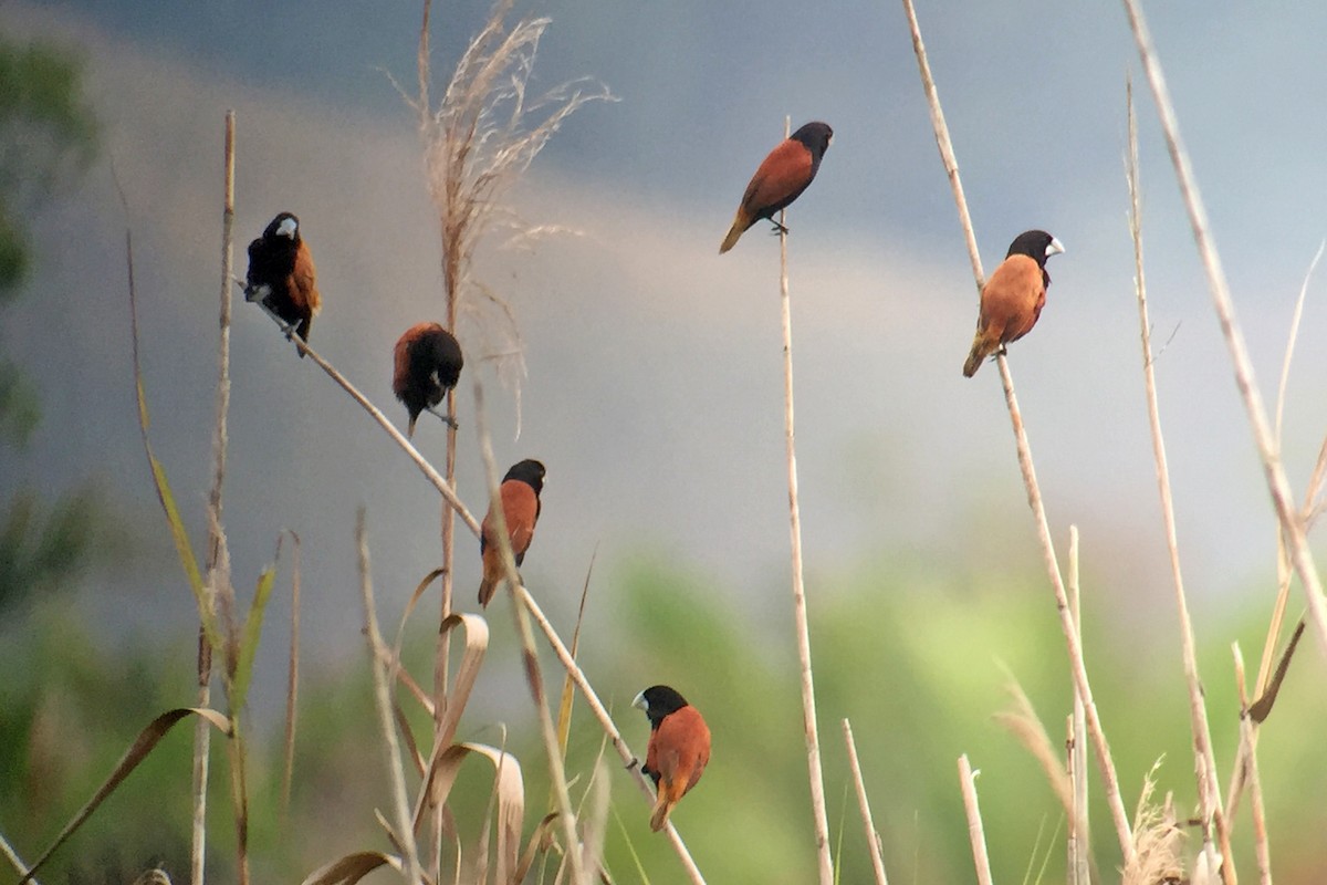 Grand Munia - Charley Hesse TROPICAL BIRDING