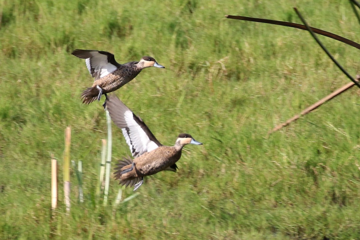 Blue-billed Teal - ML173553931