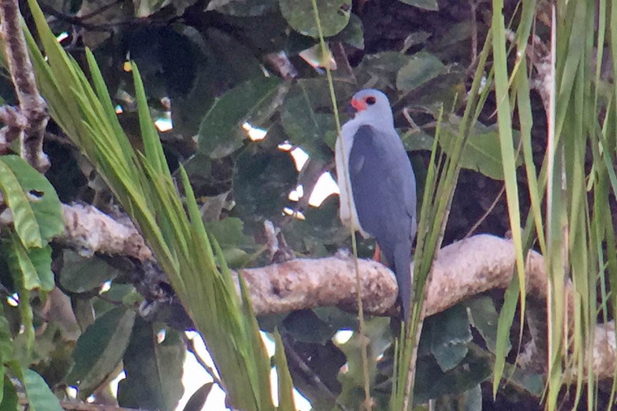 Gray-headed Goshawk - ML173554271