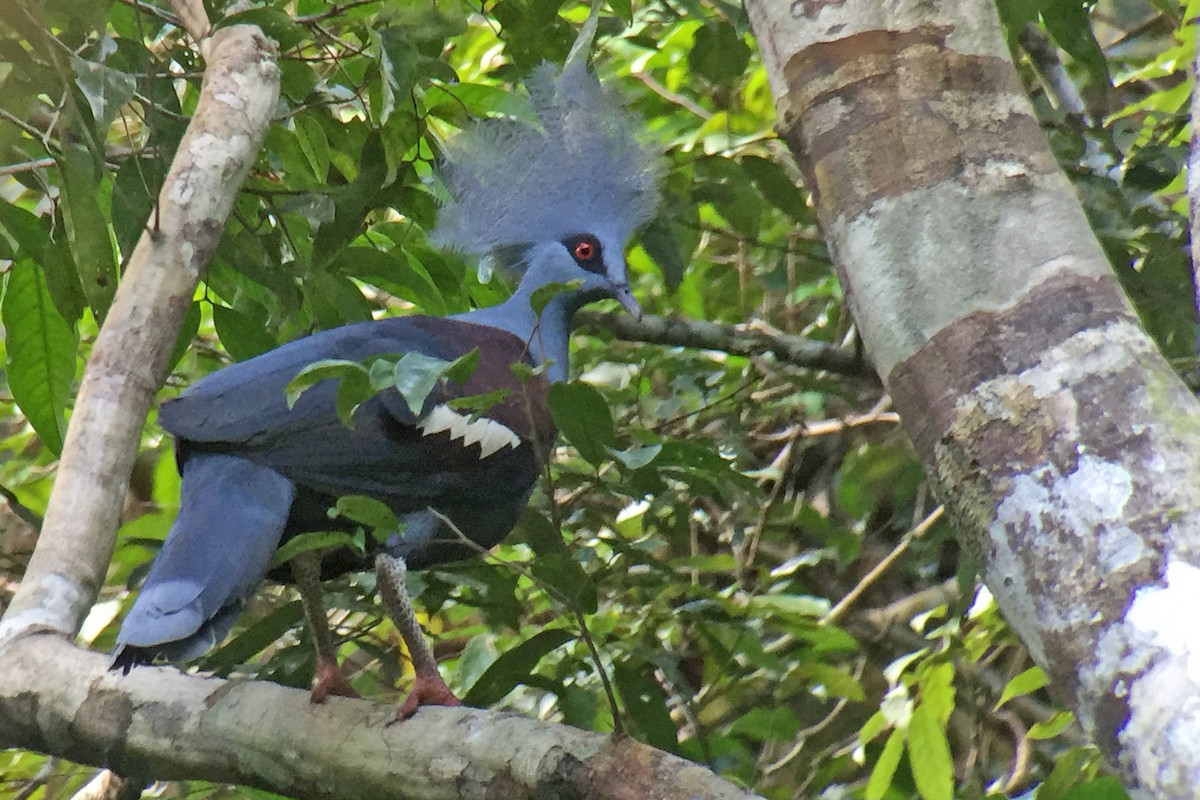 Western Crowned-Pigeon - ML173554751