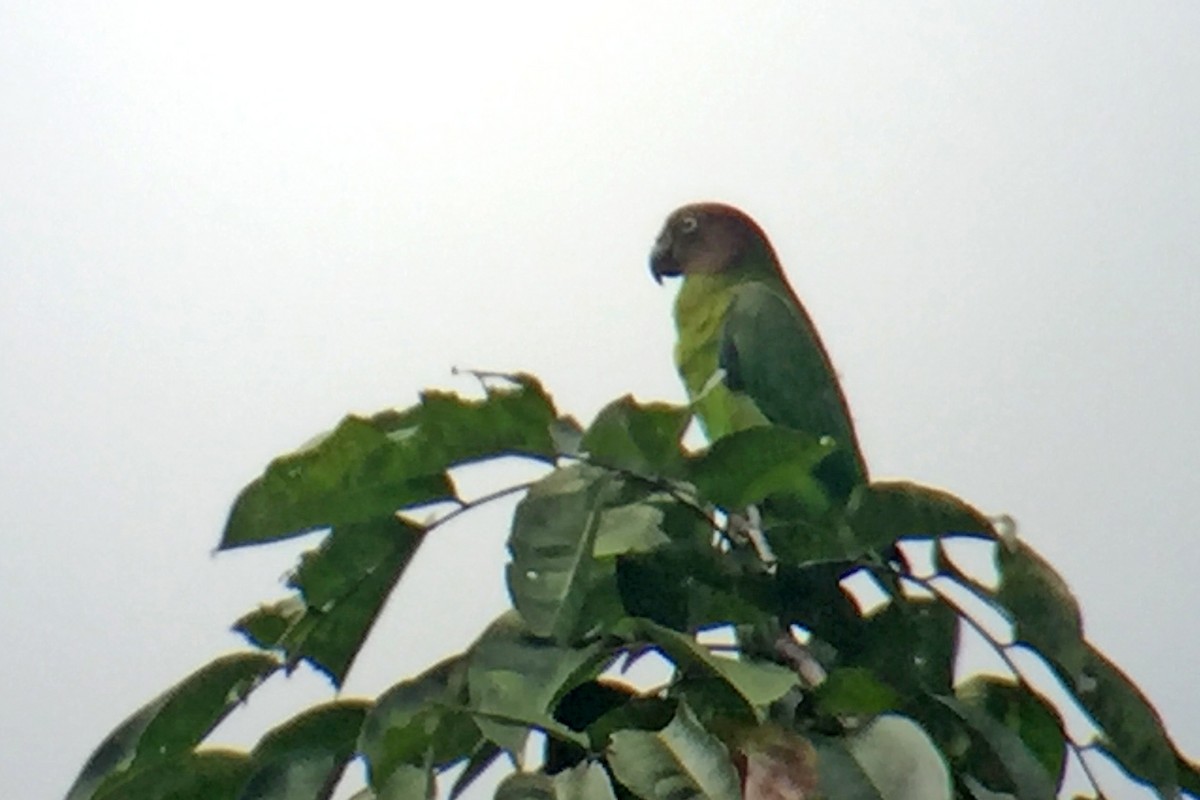 Red-cheeked Parrot - ML173554821
