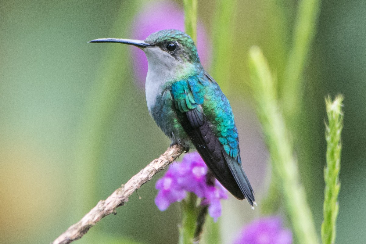 kolibřík vidloocasý - ML173554921