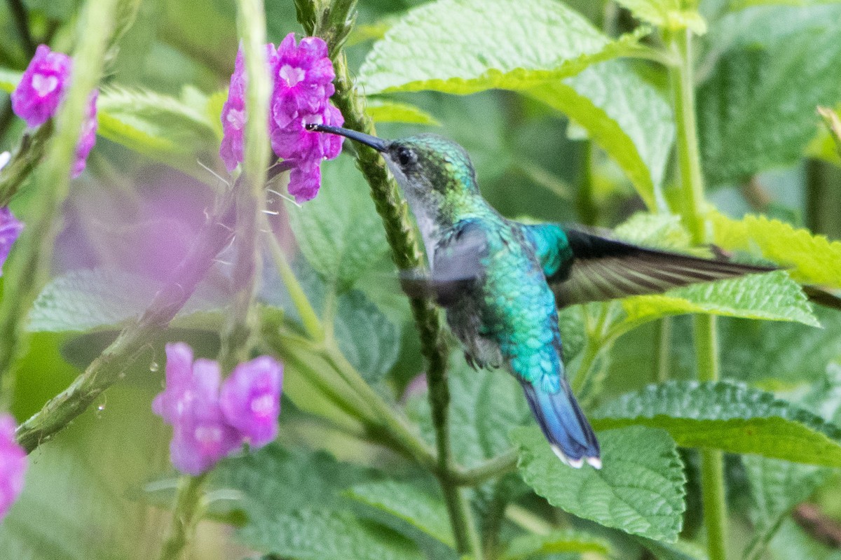 kolibřík vidloocasý - ML173554941