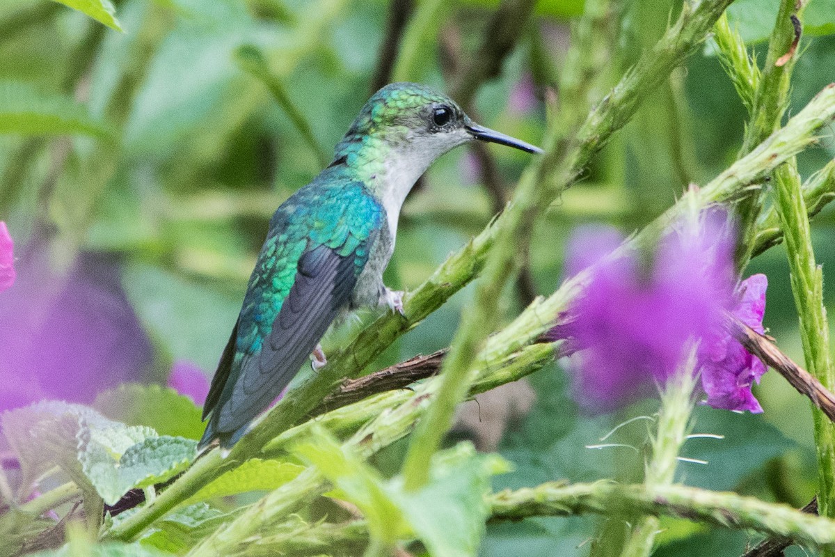 kolibřík vidloocasý - ML173554951