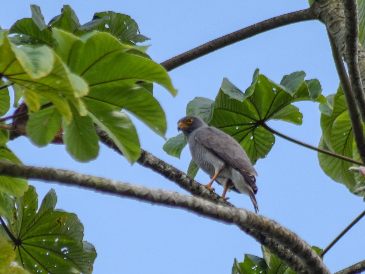 Roadside Hawk - Antonio Ros