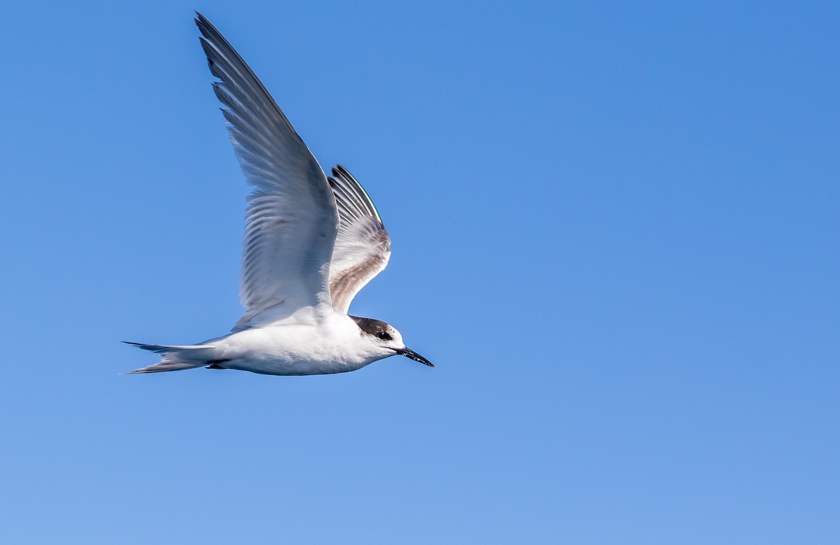 White-fronted Tern - Louise Summerhayes