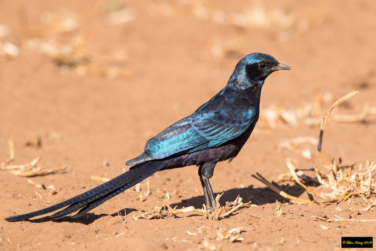 Meves's Starling - David Irving