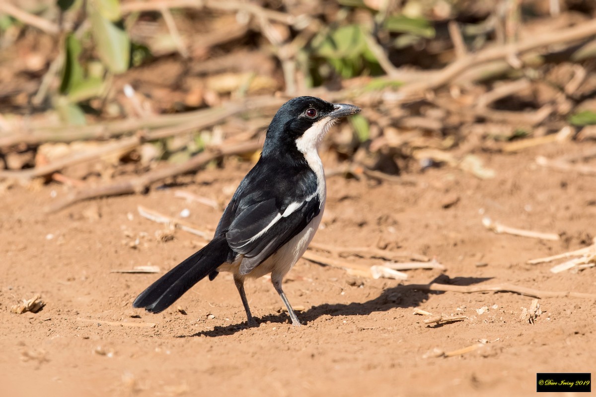 Tropical Boubou - David Irving