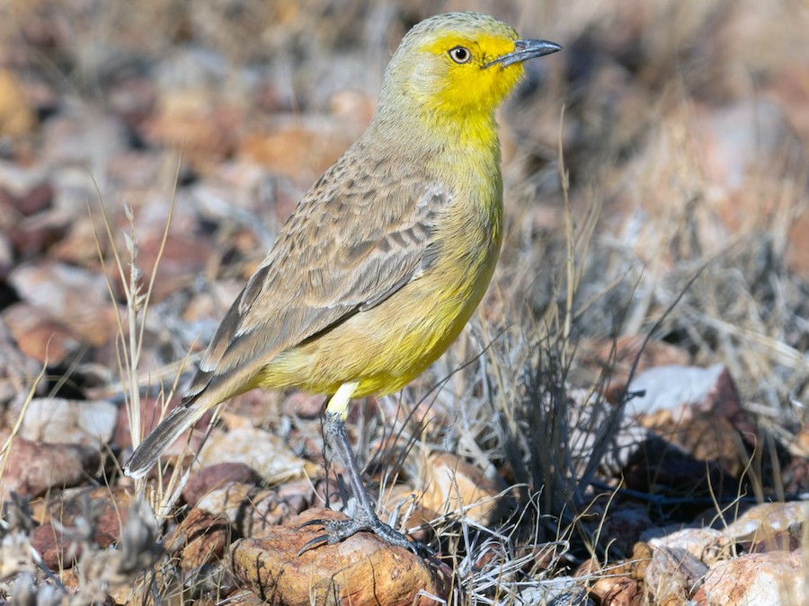 Gibberbird - eBird