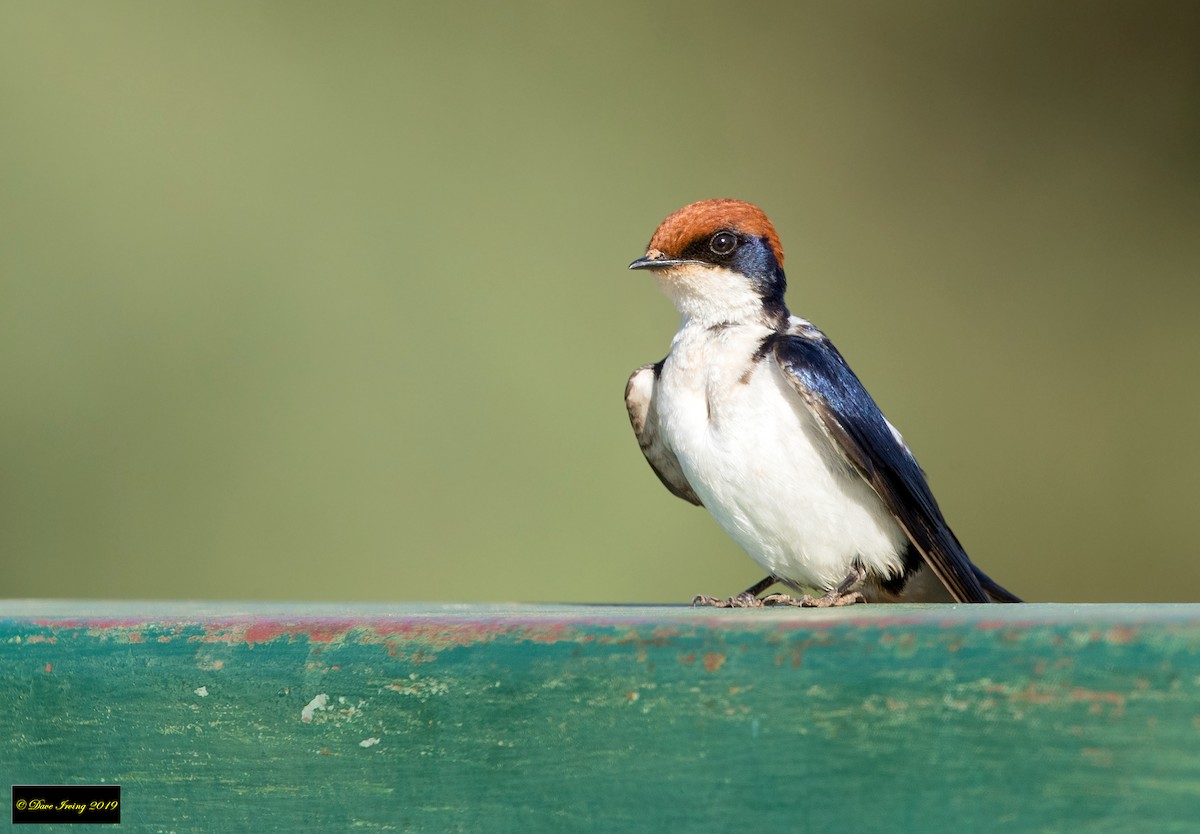 Golondrina Colilarga - ML173557971